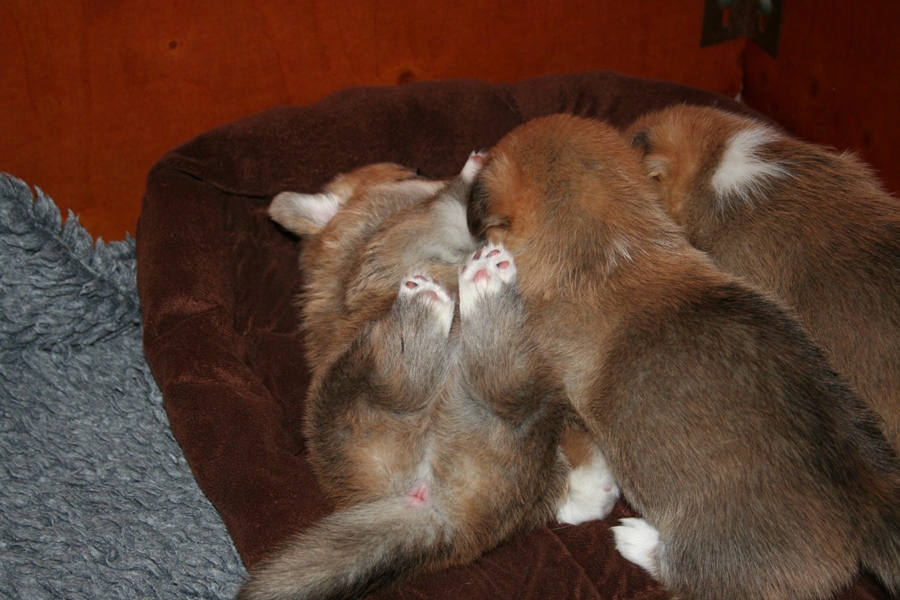 Puppies